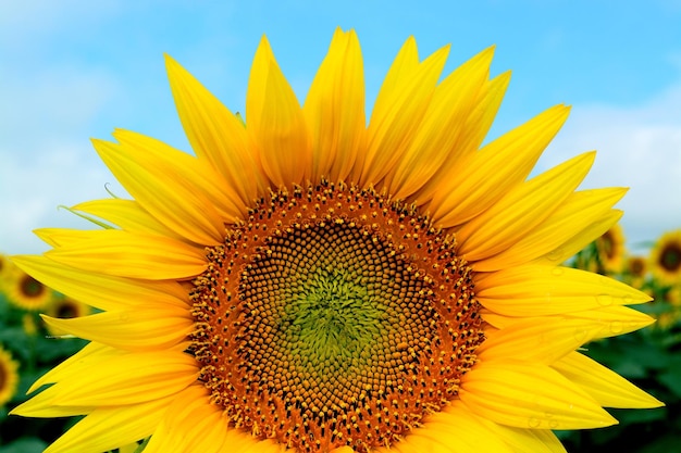 Nahaufnahme einer gelben Blume gegen den Himmel