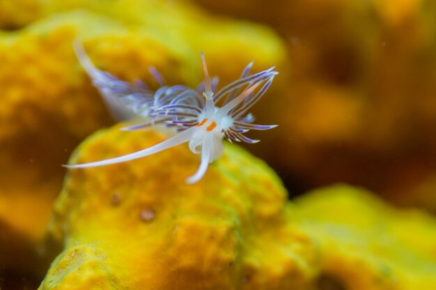 Nahaufnahme einer gelben Blume im Meer