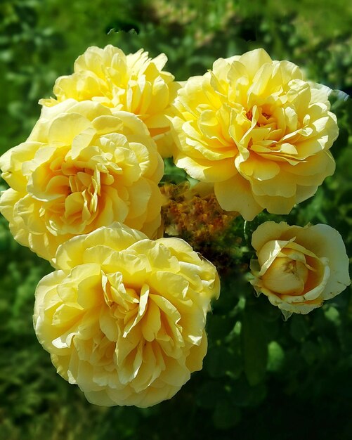 Nahaufnahme einer gelben Blume im Park