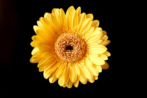Nahaufnahme einer gelben Blume vor schwarzem Hintergrund.