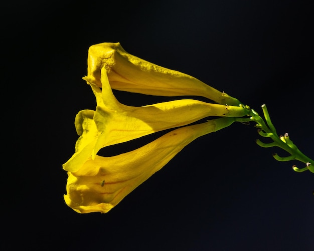 Nahaufnahme einer gelben Blume vor schwarzem Hintergrund