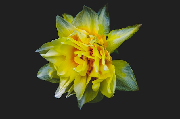 Nahaufnahme einer gelben Blume vor schwarzem Hintergrund