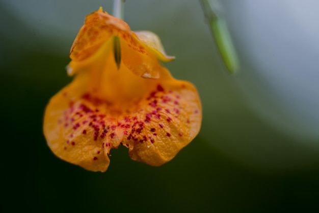 Nahaufnahme einer gelben Blume