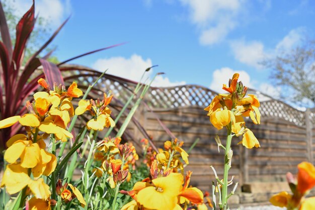 Foto nahaufnahme einer gelben blume