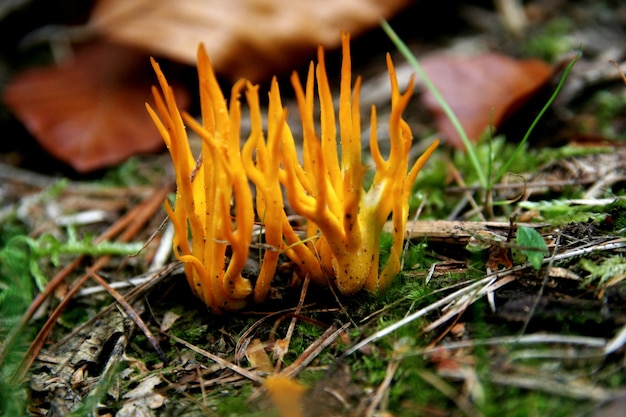 Foto nahaufnahme einer gelben blume