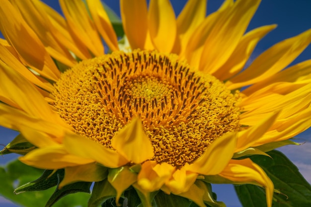 Foto nahaufnahme einer gelben blume