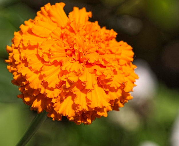 Foto nahaufnahme einer gelben blume