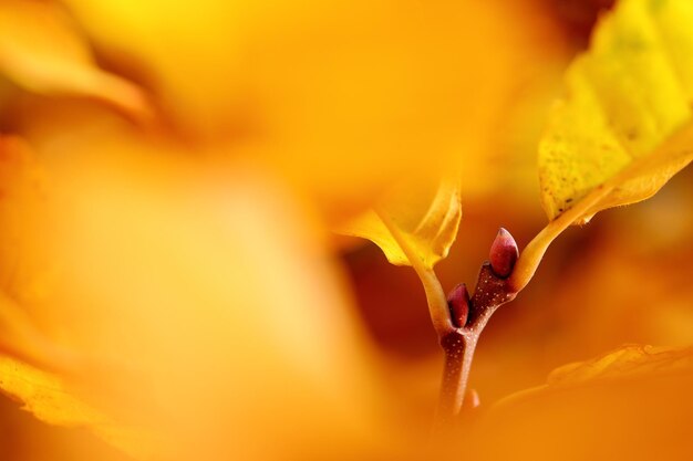 Foto nahaufnahme einer gelben blume