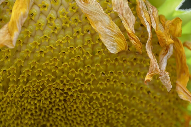 Nahaufnahme einer gelben Blume