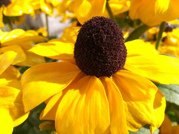 Foto nahaufnahme einer gelben blume