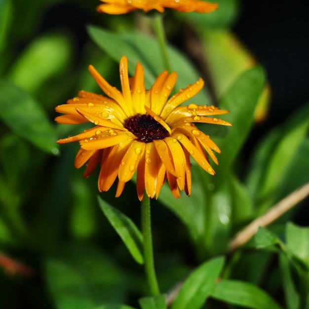 Foto nahaufnahme einer gelben blume