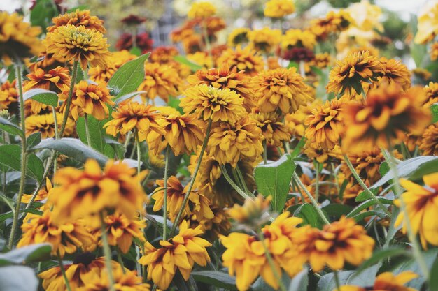 Nahaufnahme einer gelben Blume