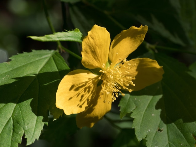 Foto nahaufnahme einer gelben blume