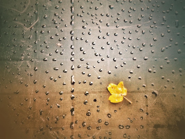 Foto nahaufnahme einer gelben blume