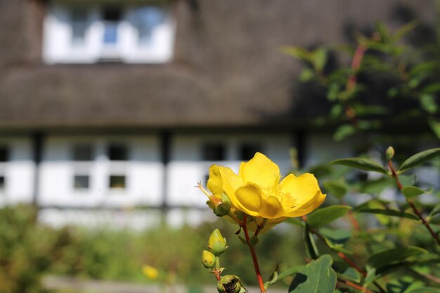 Foto nahaufnahme einer gelben blume