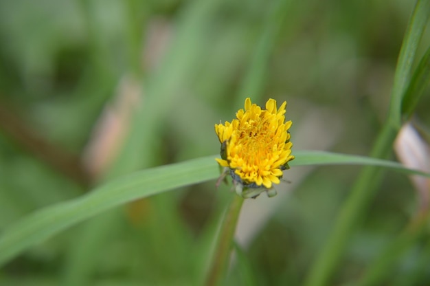 Nahaufnahme einer gelben Blume