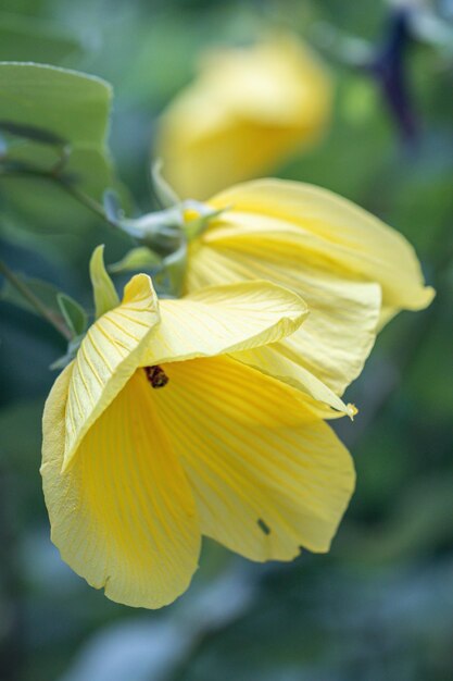 Nahaufnahme einer gelben Blume