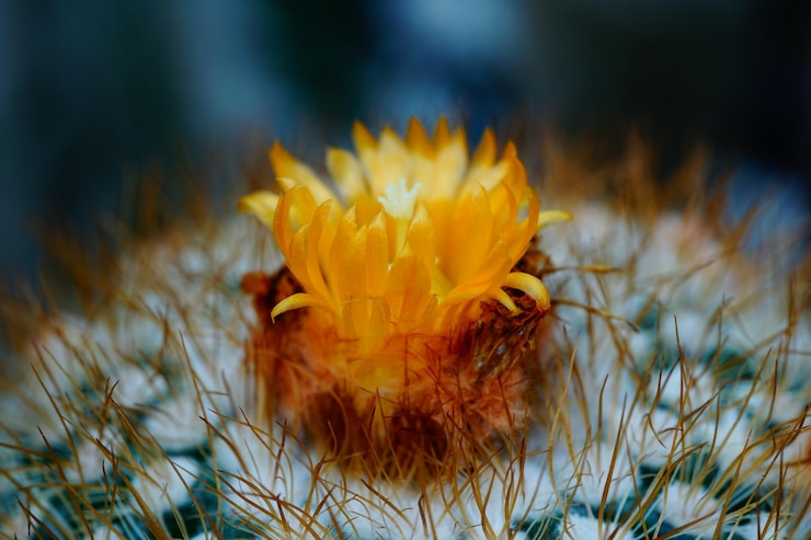 Foto nahaufnahme einer gelben blume