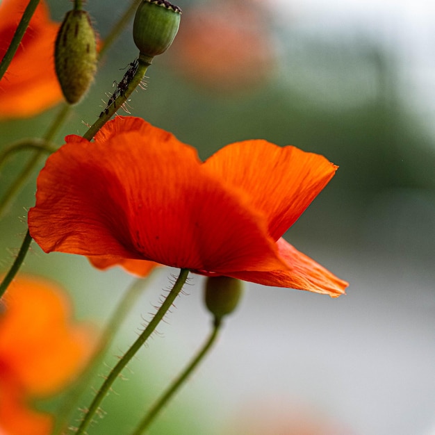 Nahaufnahme einer gelben Blume