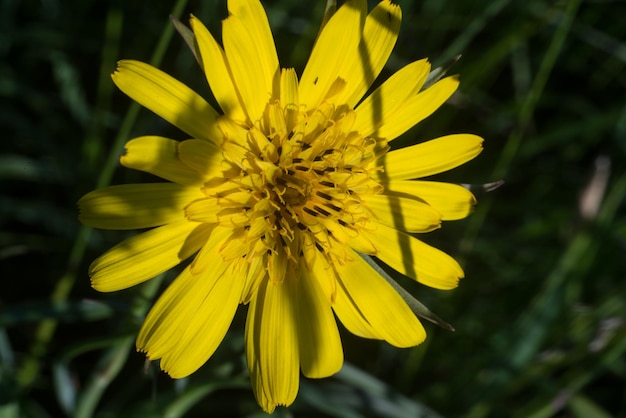 Nahaufnahme einer gelben Blume