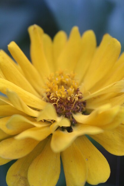 Foto nahaufnahme einer gelben blume