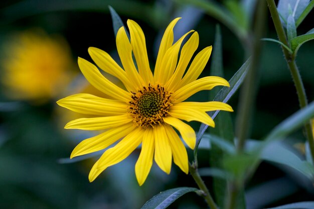 Foto nahaufnahme einer gelben blume