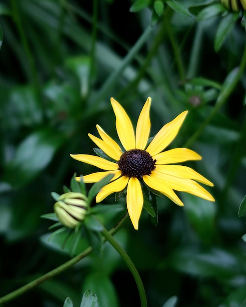 Foto nahaufnahme einer gelben blume