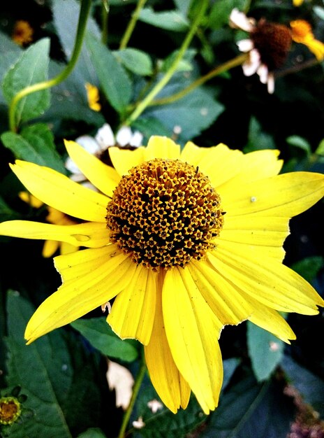 Foto nahaufnahme einer gelben blume