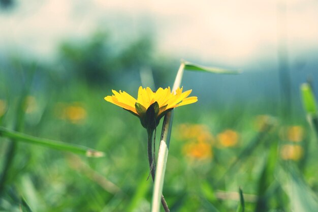 Foto nahaufnahme einer gelben blume