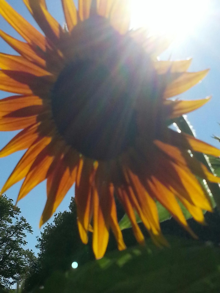 Foto nahaufnahme einer gelben blume