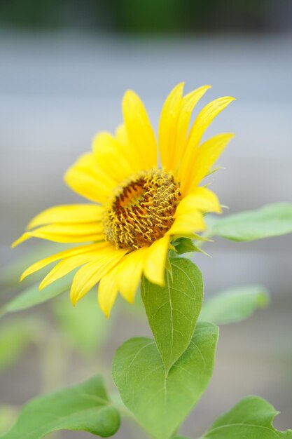 Foto nahaufnahme einer gelben blume