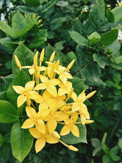 Foto nahaufnahme einer gelben blume