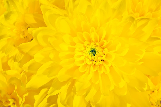 Nahaufnahme einer gelben Chrysantheme. Blumen Symbol für Sommer, Frische und warmes Wetter.