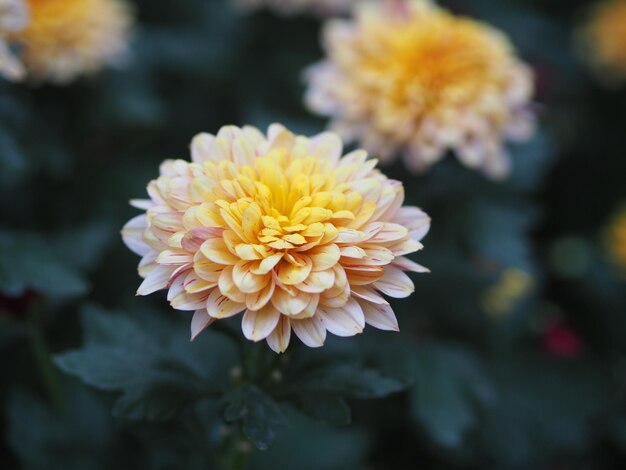 Foto nahaufnahme einer gelben dahliablüte