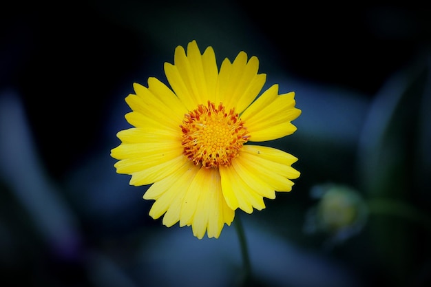Nahaufnahme einer gelben Gänseblume