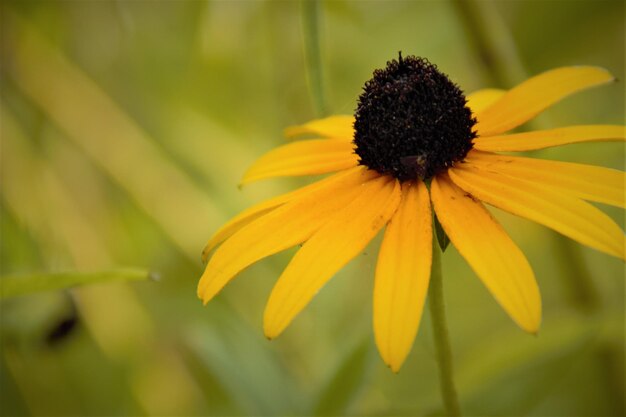 Foto nahaufnahme einer gelben gänseblume