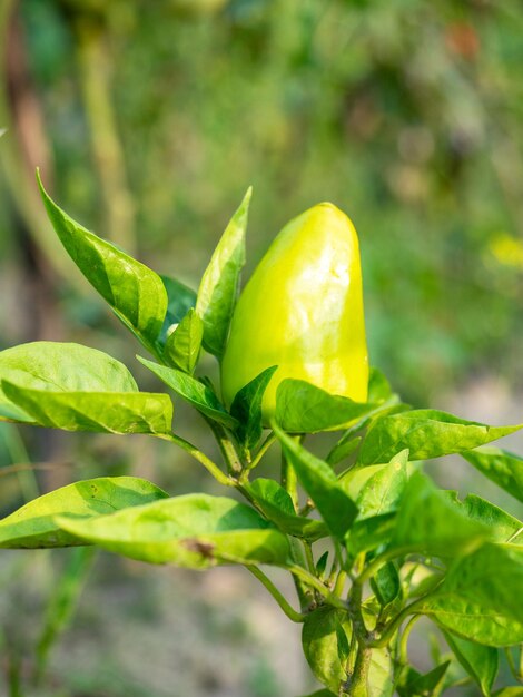 Nahaufnahme einer gelben Gemüsepaprika, die an einem Ast hängt Das Konzept der Gartenarbeit Ernte Landschaft offenes Gelände