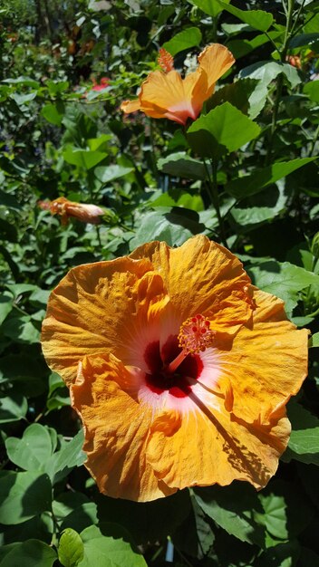 Foto nahaufnahme einer gelben hibiskusblüte