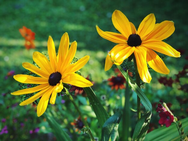 Foto nahaufnahme einer gelben kosmosblume