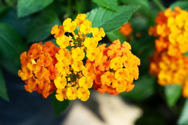 Nahaufnahme einer gelben Lantana Camara Blume.