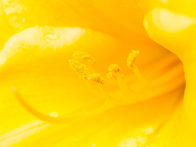 Nahaufnahme einer gelben orangefarbenen Blüte