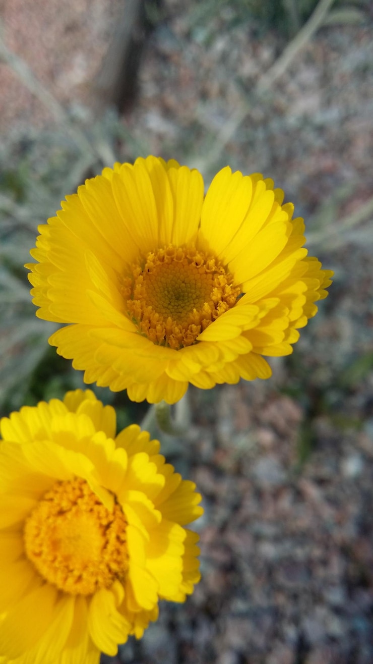 Foto nahaufnahme einer gelben ringelblume, die im freien blüht