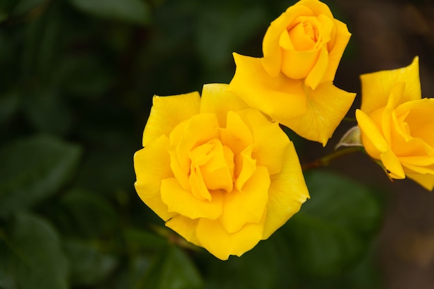 Nahaufnahme einer gelben Rose Blume auf grünem Hintergrund. Selektiver Fokus.