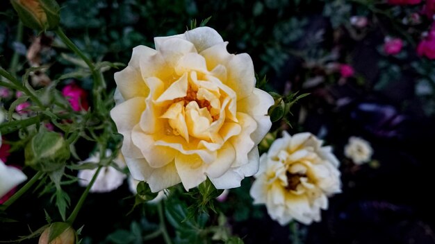 Foto nahaufnahme einer gelben rose