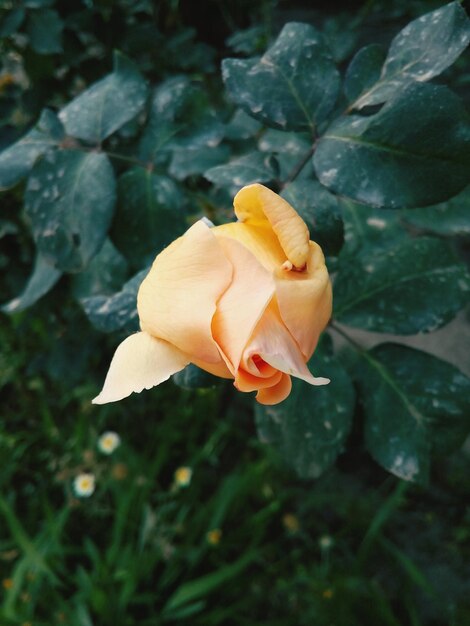 Nahaufnahme einer gelben Rosenblüte