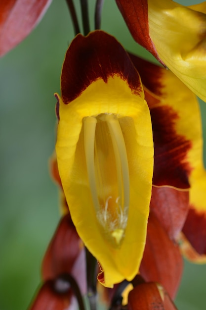 Nahaufnahme einer gelben Rosenblume