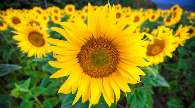 Nahaufnahme einer gelben Sonnenblume, die auf dem Feld blüht