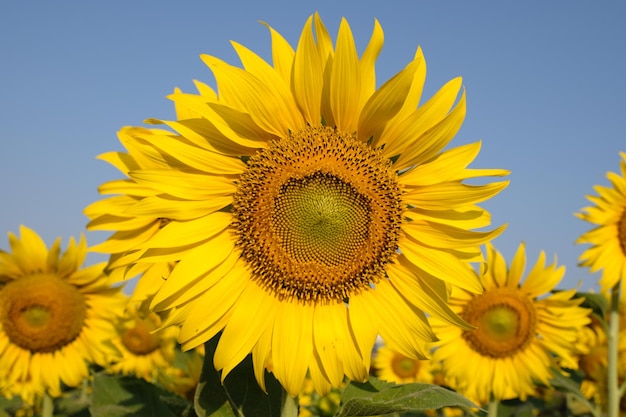 Foto nahaufnahme einer gelben sonnenblume gegen den himmel