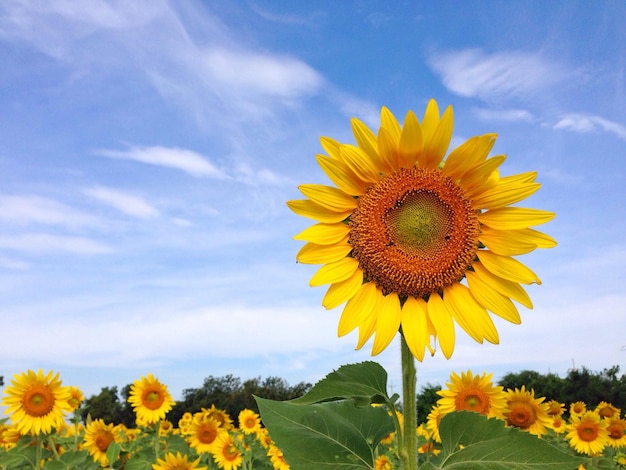 Nahaufnahme einer gelben Sonnenblume gegen den Himmel