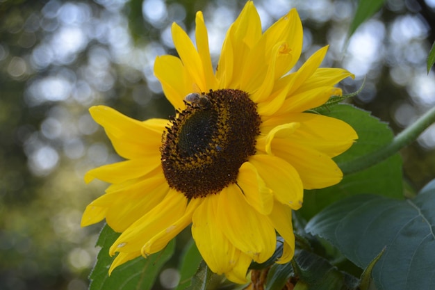 Foto nahaufnahme einer gelben sonnenblume